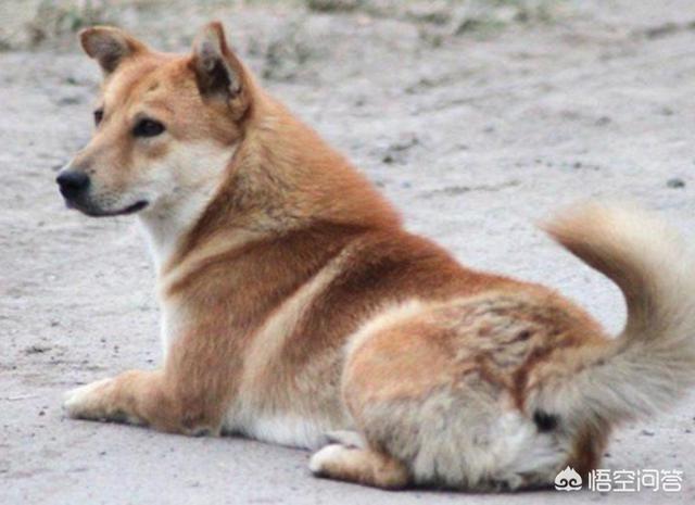 黑面北京犬价格:想买一只田园犬，以黑色为好，要公母各一只，大概多少钱？