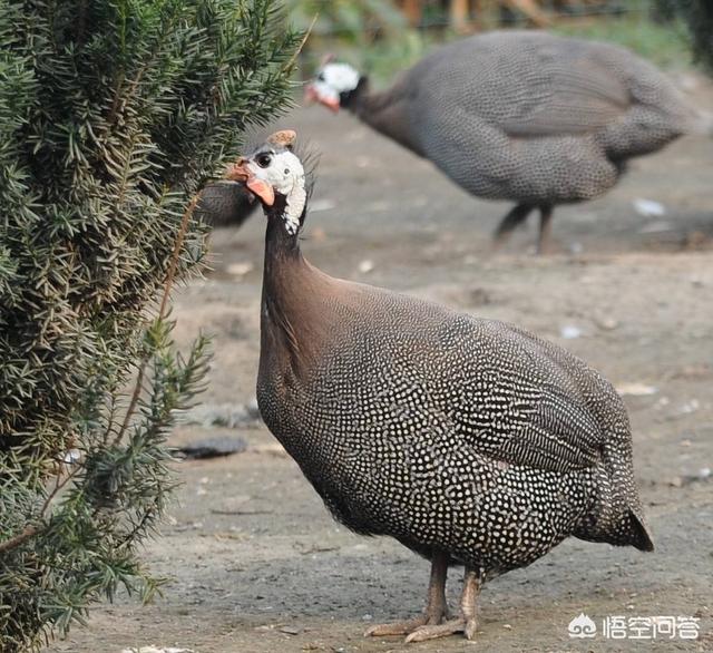 病弱反派饲养指南:病弱猪如何饲养管理才能提高效益？