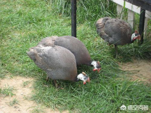 印加无毛犬形态特征及生活习性:如何养殖珍珠鸡，才能年入十几万？ 中型印加无毛犬