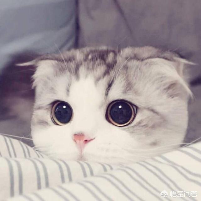 折耳猫遗传病发病率:折耳猫一定都有软骨病吗？