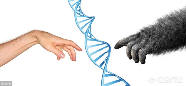 无毛猿:人类是如何进化的？人是不是由猴子或猩猩进化而来的？