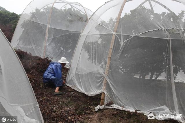 谷鸟水果图片:大棚种植水果如何防范麻雀？