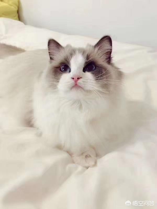 猫眼圈发红闭着眼睛:猫咪眼睛流泪眼屎很严重怎么办，有一只还发红？
