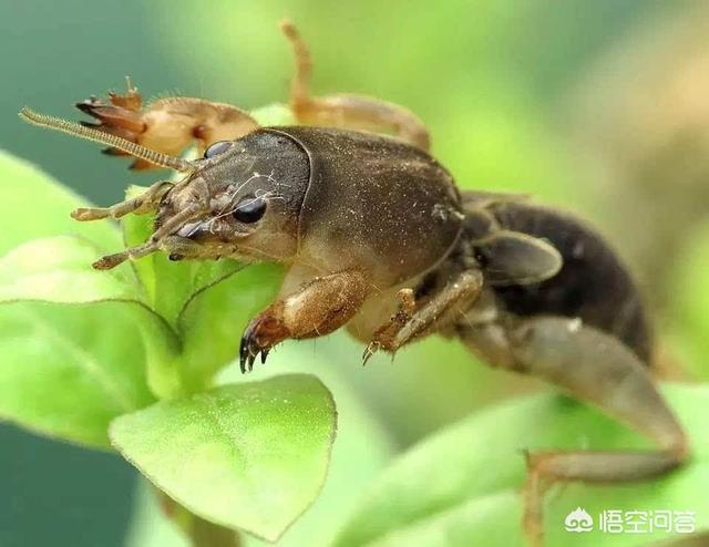 灰眉岩鹀:土豆种植成熟后很多蝲蝲蛄眼什么原因？如何防治？