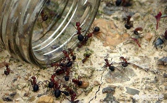 有蚂蚁怎么灭掉呀:灭蚂蚁最简单最有效的方法？