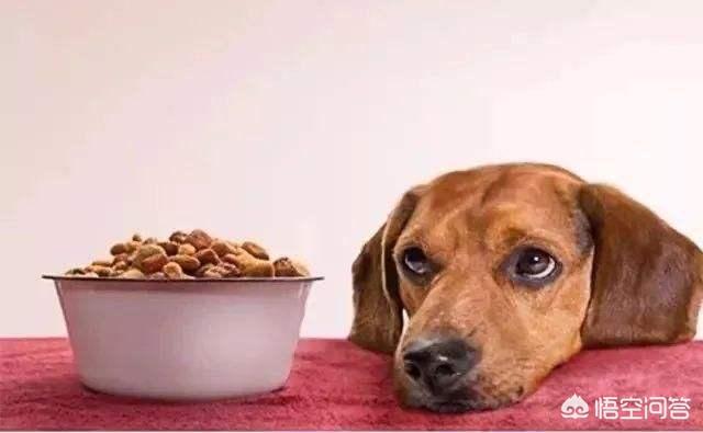 狗狗食欲不振没精神如何治疗:小鹿狗突然不吃食精神状态不好是什么原因？