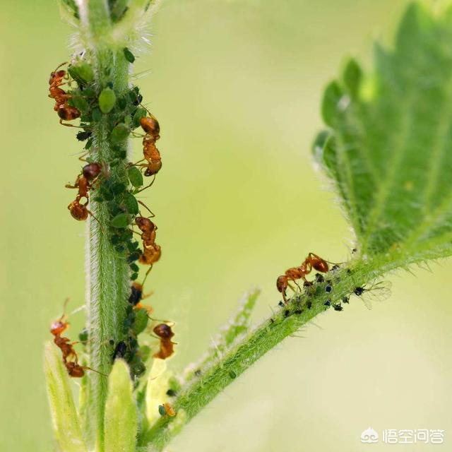 车里面杀蚂蚁最有效的方法:花盆里蚂蚁，怎么在不伤害植物的情况下去除？