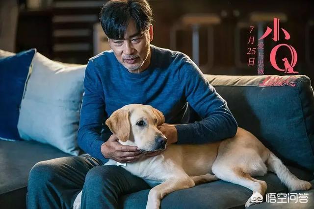 导肓犬小q在线观看:从《导盲犬小Q》中我们可以看出什么？