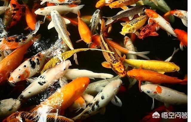 水族箱锦鲤鱼怎么养:请问鱼缸里的锦鲤怎样养才不容易死？