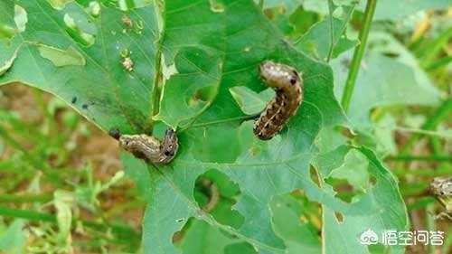 害虫有哪些:甘薯主要害虫有哪些？如何防治？