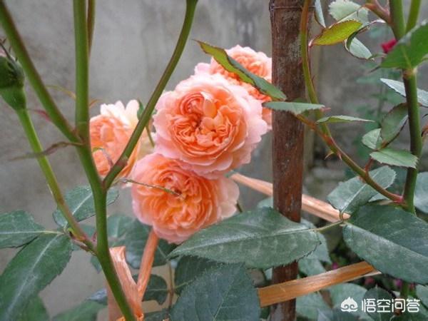 vents月季花品种介绍及图片:安德烈月季怎么样？如何养？