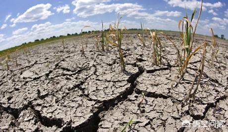 干旱的危害:三年级下册科学干旱的危害