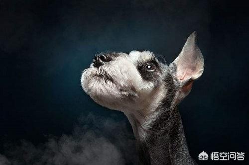 雪纳瑞图片:如何让不吃饭的雪纳瑞幼犬吃东西？