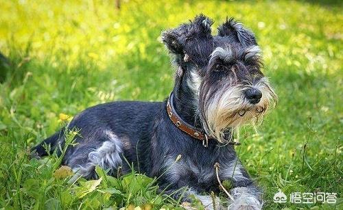 雪纳瑞图片:如何让不吃饭的雪纳瑞幼犬吃东西？