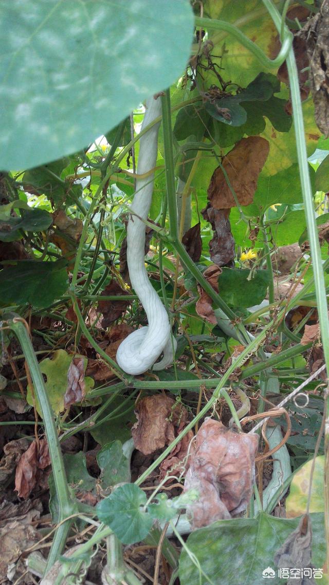 农村种植蛇瓜主要做什么,能吃吗?(30个回答)