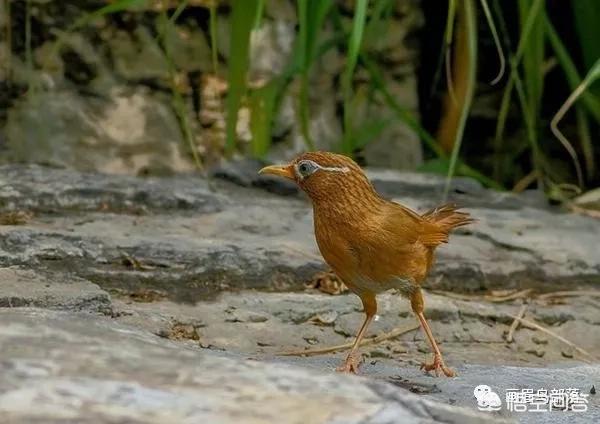 窝雏鸟傍晚闹笼怎么办:绣眼晚上在笼子里乱飞是怎么回事？