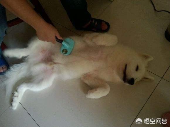 萨摩犬佝偻病症状: 萨摩犬掉毛是缺营养吗，狗狗掉毛怎么办？