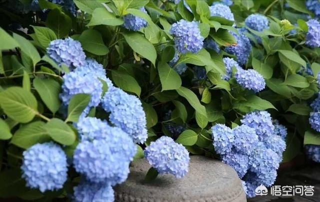 供应八仙花:八仙花花语 八仙花如何从红转蓝？有哪些实用的方法？