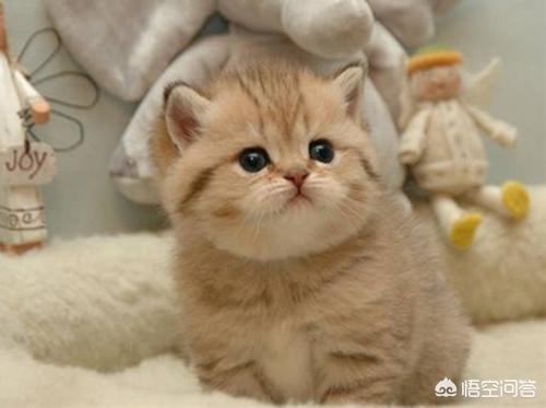 狗狗尿木地板怎么处理:如何有效去除猫狗的屎尿残留味？