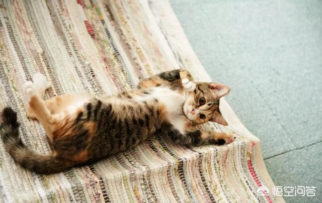 甜蜜猫猫01话:猫咪爱你，你觉得会有什么表现？