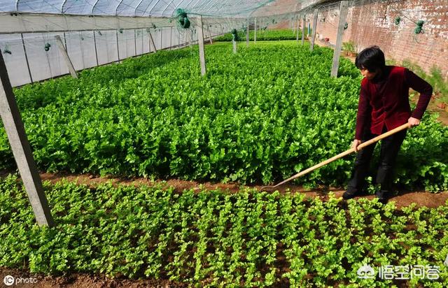 头条问答 - 农民在大棚蔬菜种植过程中,如何应对雨灾天气?(4个回答)