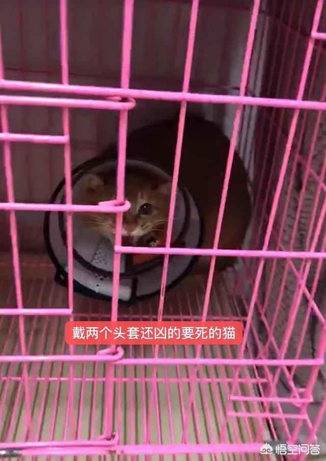 三个月猫不认主人乱咬乱抓:猫离家两个月回来后不认家，不认人，不认猫，为什么？
