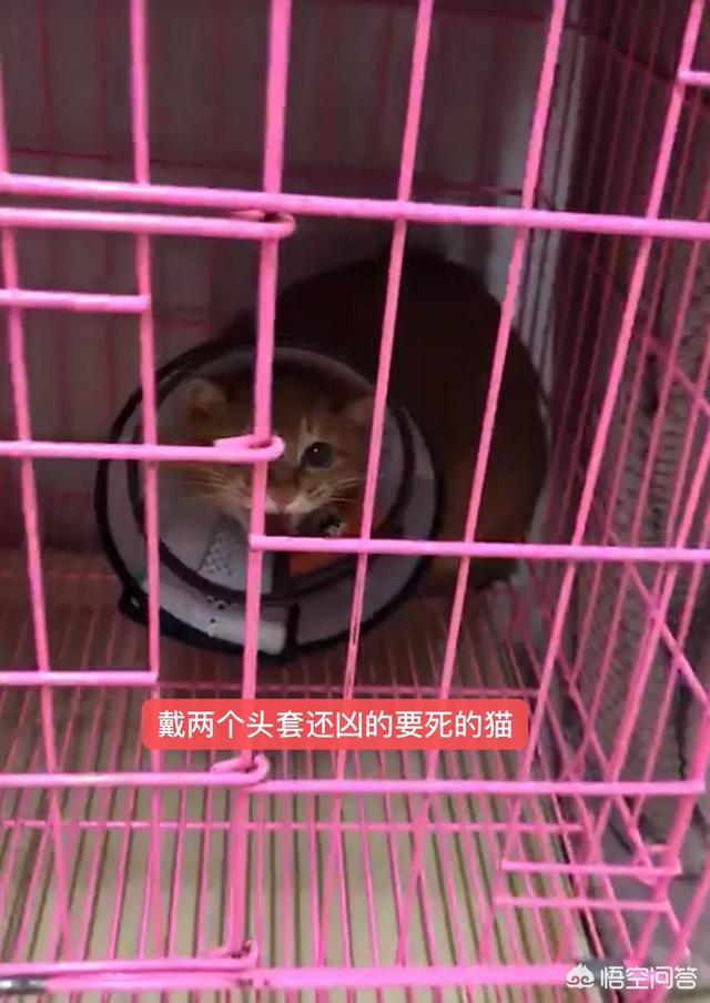 俏皮猫咪图片:小猫太皮每天都要去招惹家里的大猫怎么办？