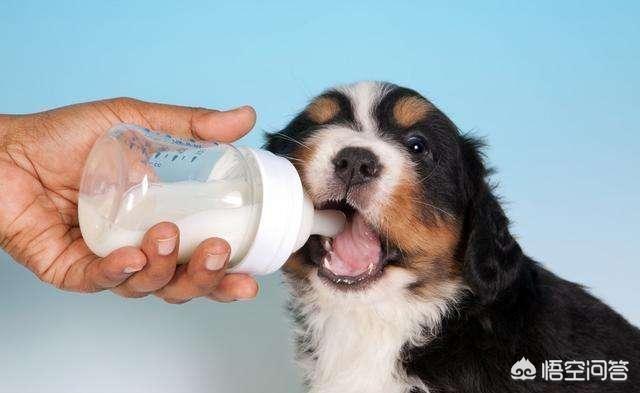 狗狗健康成长100问:狗狗一生的各个阶段要怎么饲养比较好？
