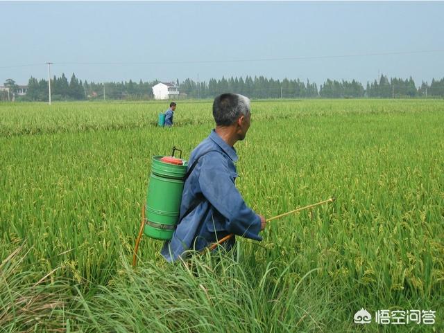 草幼吧:杂草对农作物的危害到底有多大？