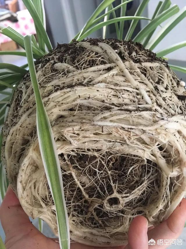 蜈蚣草长出了很多细根:吊兰的根怎么长成一坨一坨的白块，是不是根瘤？要不要剪掉？