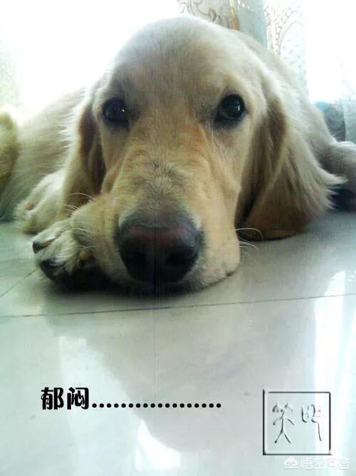 藏獒没吃饱咬主人网易:主人打狗狗的时候，为什么狗狗不会反抗呢？