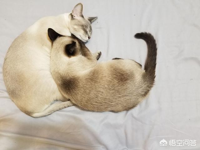 北京萨凡纳猫出售:宠物市场卖的萨凡纳猫 北京哪里可以买到宠物猫？