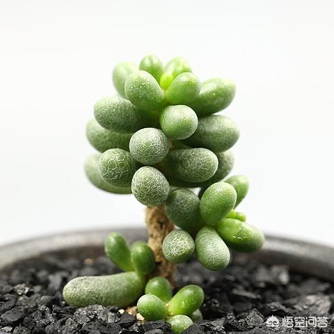 绿龟:多肉绿龟之卵应该如何养护？