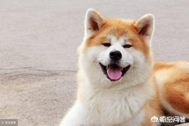 怎么让小狗罚站:狗狗不听话，越打越闹腾怎么办？