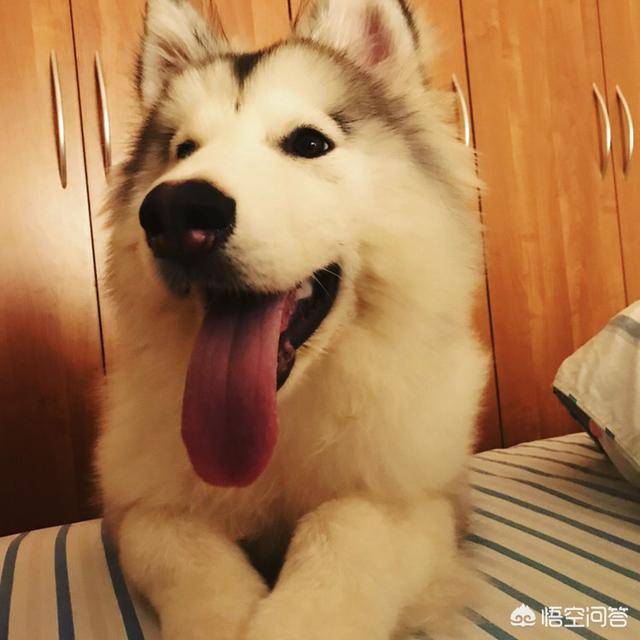 泉州市金毛犬吧:家里养金毛犬，味道大吗，爱叫吗？ 泉州哪里有出售金毛犬