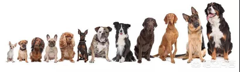 成年苏格兰牧羊犬好养吗:什么狗狗最听话，最好养？ 苏格兰牧羊犬好养吗?