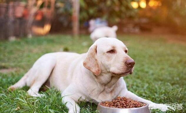 绿鱼狗图片:非洲猎犬与非洲野狗的区别是什么？ 绿鱼头人图片