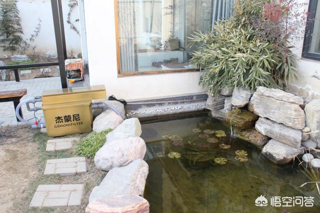 锦鲤鱼品种图:请问普通的金鱼和锦鲤有哪些区别，哪种金鱼最好看？