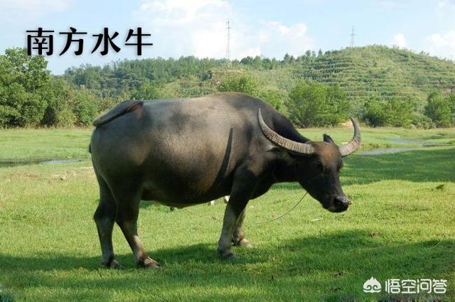 少见的奶牛品种:巴西国家产的是什么种类的牛？