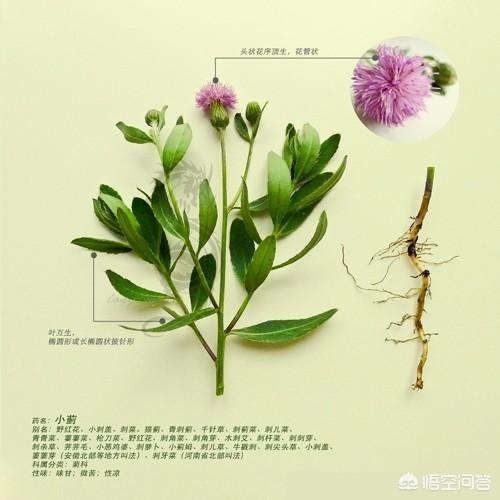 狗茎进入子宫淑.女韩.片:小蓟是什么植物，可以作野菜吃吗？