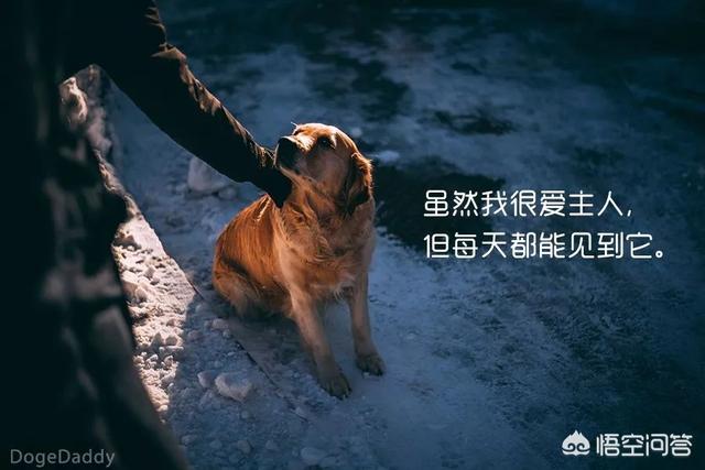 没有狗活不下去 漫画下载:如何有效解决狗狗“撒手没”的问题？