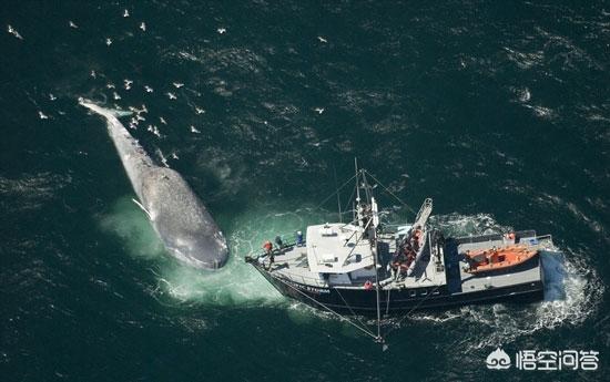 黑洞的天敌是什么，蓝鲸是目前已知最大的动物，那它有天敌吗