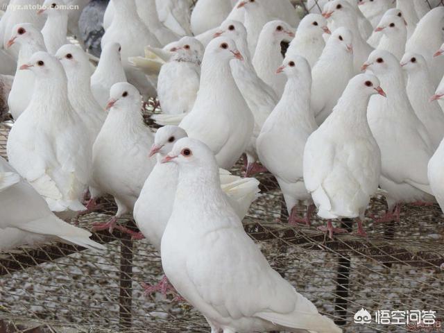 关于鸽子的养殖技术:鸽子的饲料喂养，怎么做才能更科学？