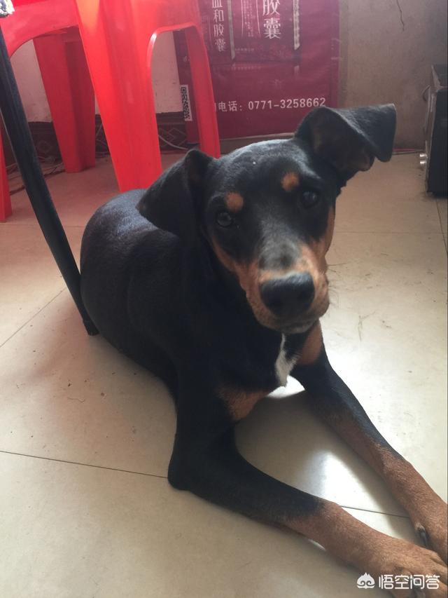 狂犬病的传播途径是唾液传播:宝宝手放到小狗嘴里又把小手放在自己嘴里会感染狂犬病毒吗？