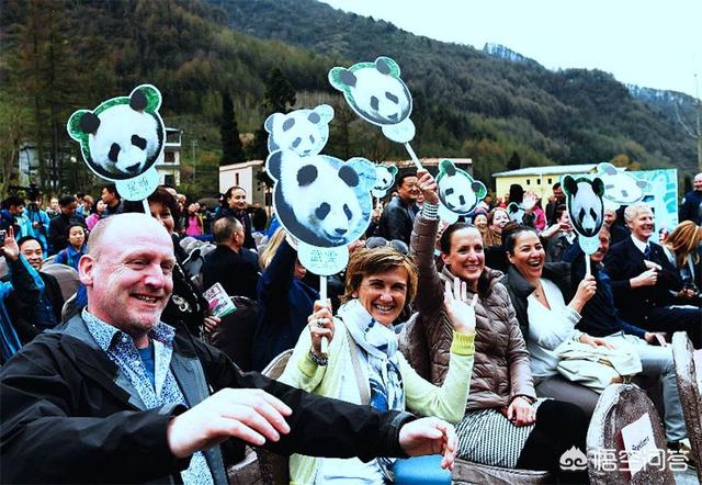 野生大熊猫咬人吗:历史上凶猛的食铁兽变成靠卖萌为生的国宝，熊猫经历了什么？