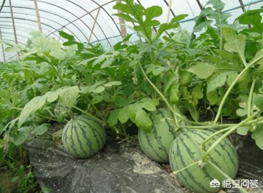 西瓜蚜虫怎么防治:西瓜套种辣椒栽培病虫害如何防治？