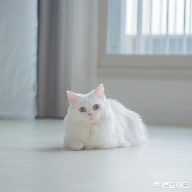 素力高海藻粉对猫咪的作用:猫咪哪些情况就要吃益生菌？