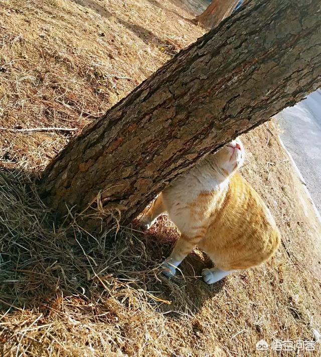 请问兼职猫可靠吗？