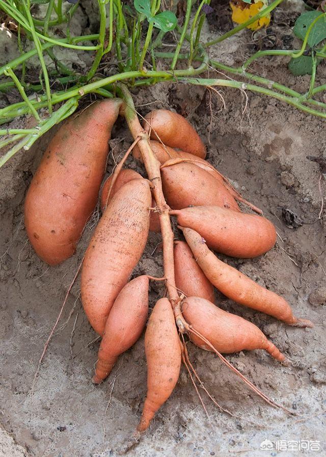 红薯懒豆花是怎么做的，红薯的懒农种植方法是怎样的