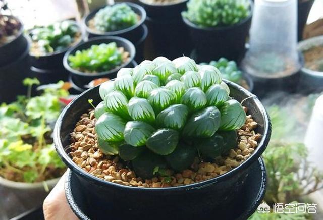 姬玉露和草玉露的区别:刚入手十天左右的玉露边缘叶子出现化水，应该如何处理？